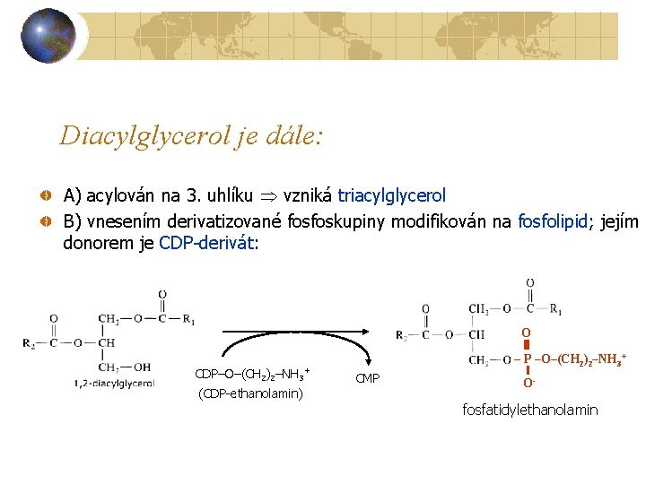 Diacylglycerol je dále: A) acylován na 3. uhlíku vzniká triacylglycerol B) vnesením derivatizované fosfoskupiny