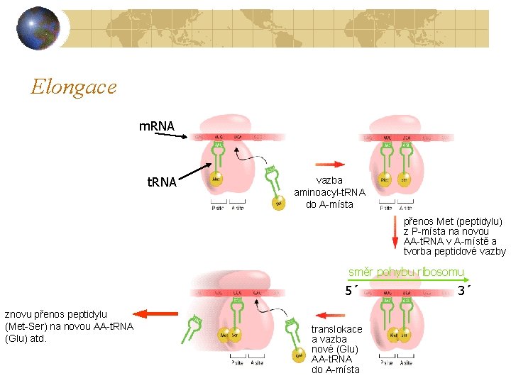 Elongace m. RNA t. RNA vazba aminoacyl-t. RNA do A-místa přenos Met (peptidylu) z