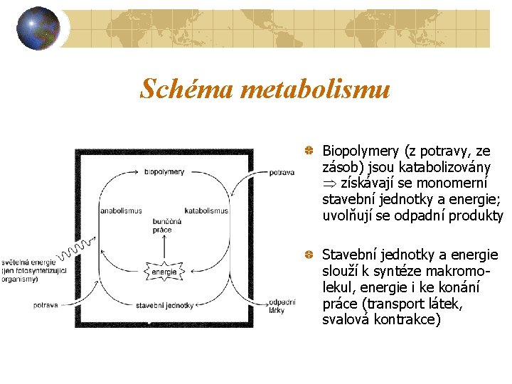 Schéma metabolismu Biopolymery (z potravy, ze zásob) jsou katabolizovány získávají se monomerní stavební jednotky