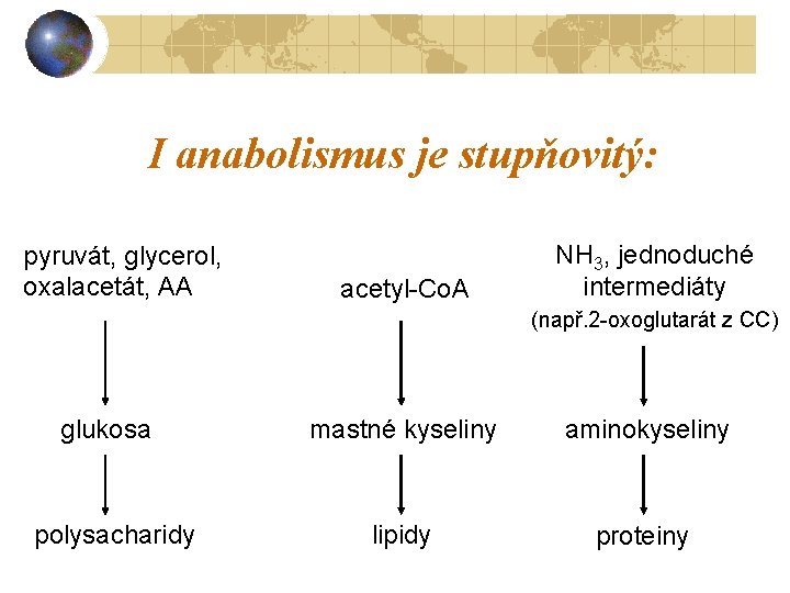 I anabolismus je stupňovitý: pyruvát, glycerol, oxalacetát, AA acetyl-Co. A NH 3, jednoduché intermediáty