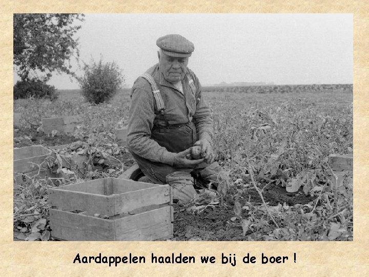 Aardappelen haalden we bij de boer ! 