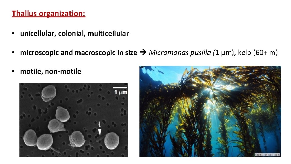 Thallus organization: • unicellular, colonial, multicellular • microscopic and macroscopic in size Micromonas pusilla