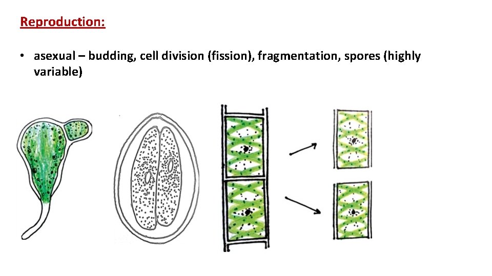 Reproduction: • asexual – budding, cell division (fission), fragmentation, spores (highly variable) 