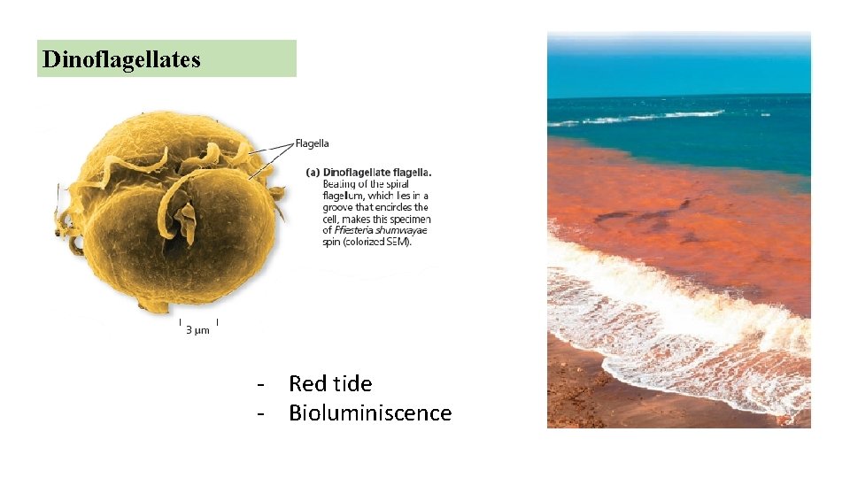 Dinoflagellates - Red tide - Bioluminiscence 