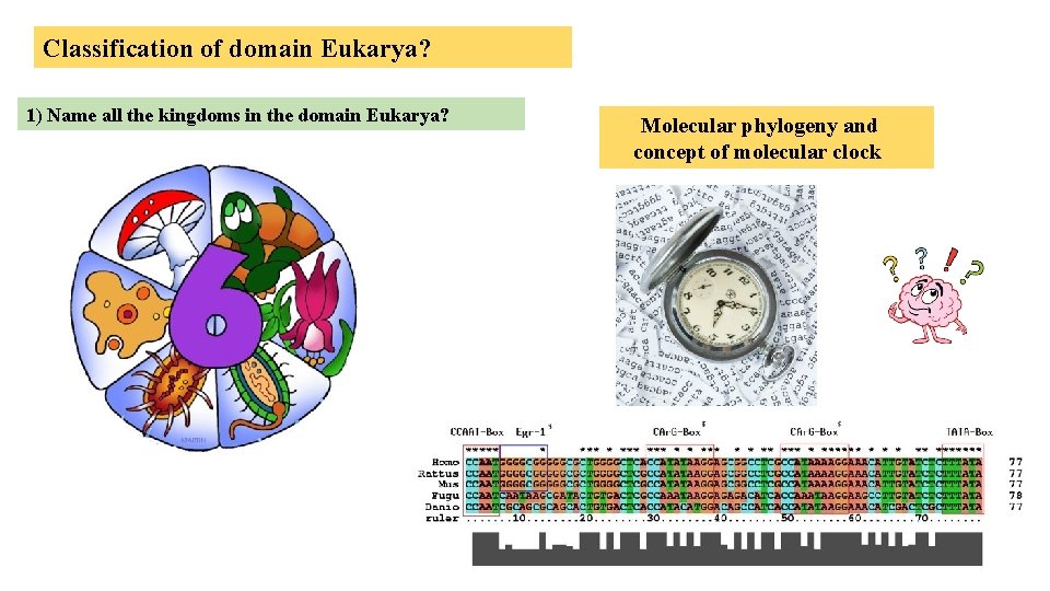 Classification of domain Eukarya? 1) Name all the kingdoms in the domain Eukarya? Molecular