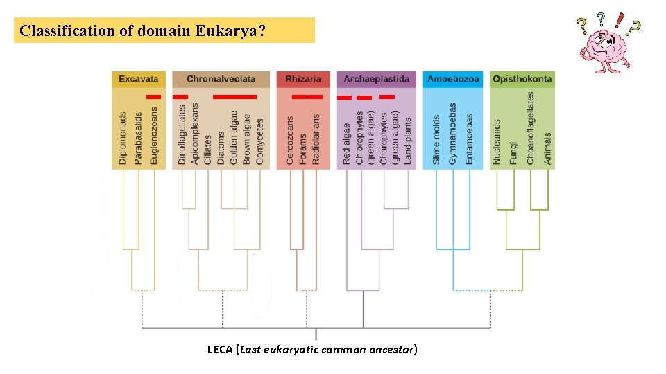 Classification of domain Eukarya? LECA (Last eukaryotic common ancestor) 