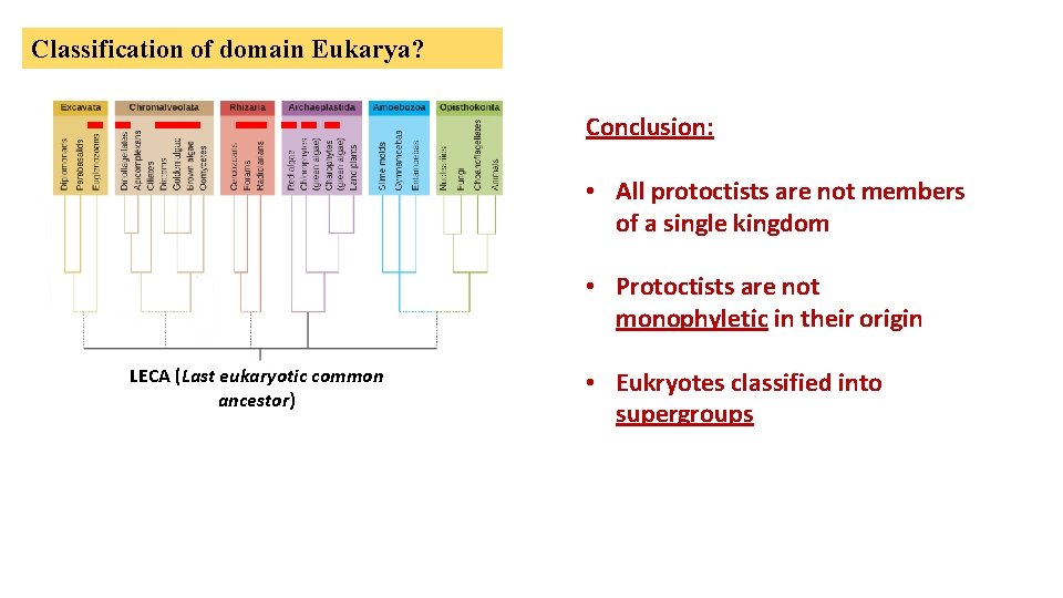 Classification of domain Eukarya? Conclusion: • All protoctists are not members of a single