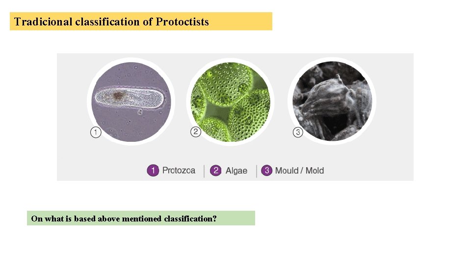 Tradicional classification of Protoctists On what is based above mentioned classification? 