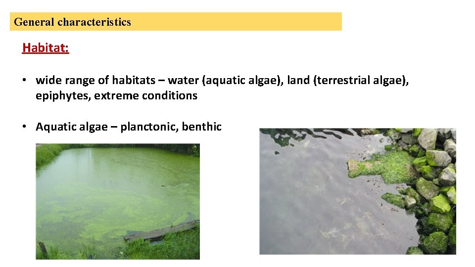 General characteristics Habitat: • wide range of habitats – water (aquatic algae), land (terrestrial