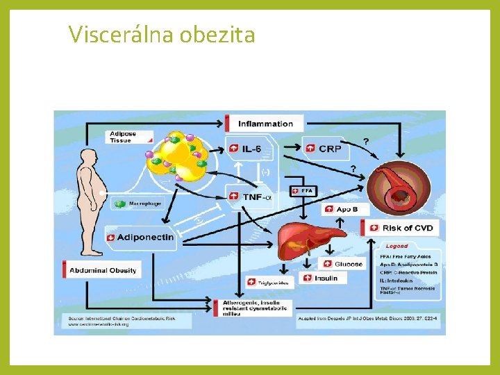 Viscerálna obezita 