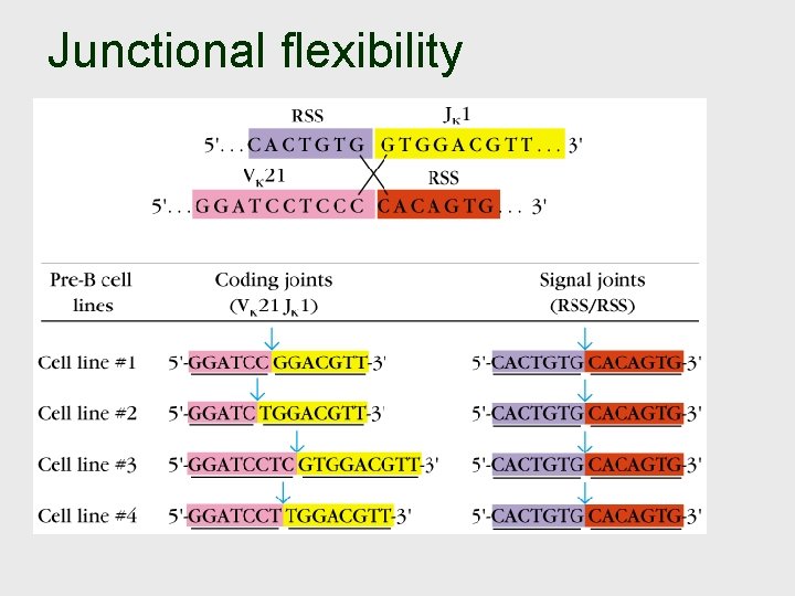 Junctional flexibility 