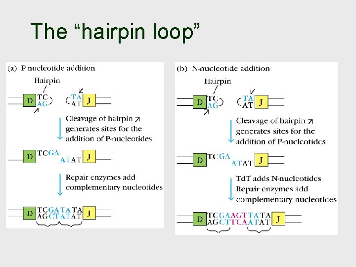 The “hairpin loop” 