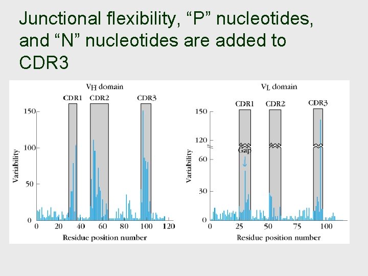 Junctional flexibility, “P” nucleotides, and “N” nucleotides are added to CDR 3 