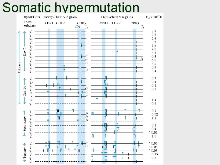 Somatic hypermutation 