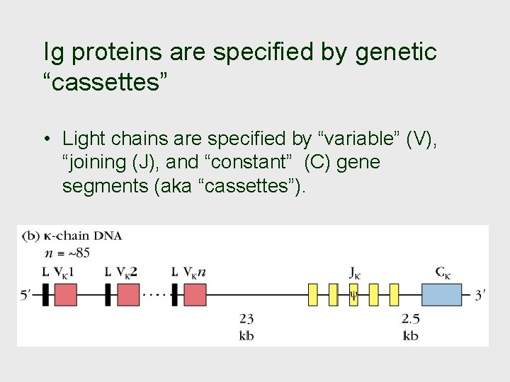 Ig proteins are specified by genetic “cassettes” • Light chains are specified by “variable”