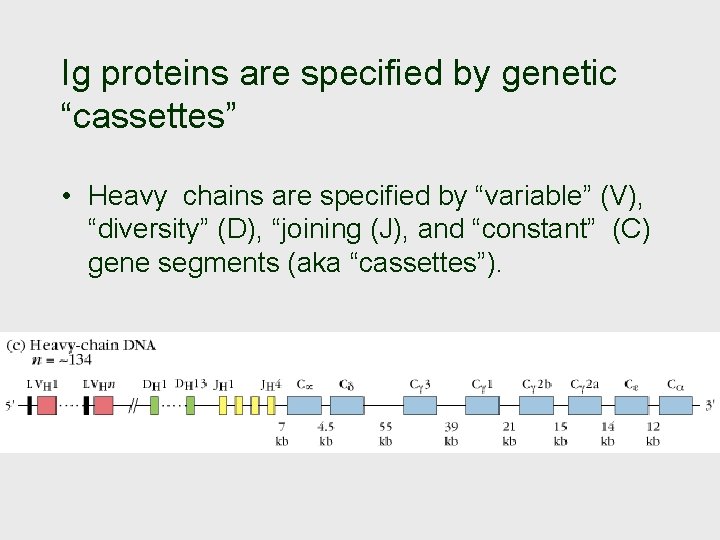 Ig proteins are specified by genetic “cassettes” • Heavy chains are specified by “variable”