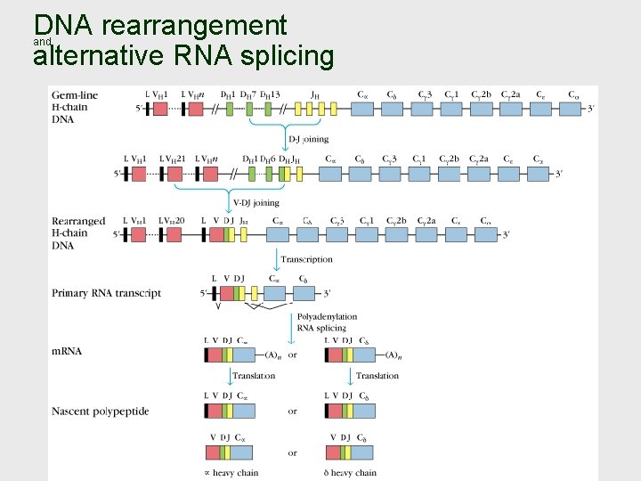 DNA rearrangement alternative RNA splicing and 