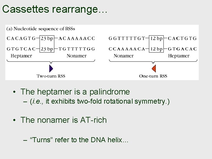 Cassettes rearrange… • The heptamer is a palindrome – (i. e. , it exhibits