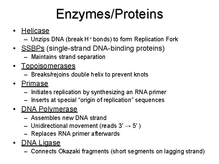 Enzymes/Proteins • Helicase – Unzips DNA (break H+ bonds) to form Replication Fork •