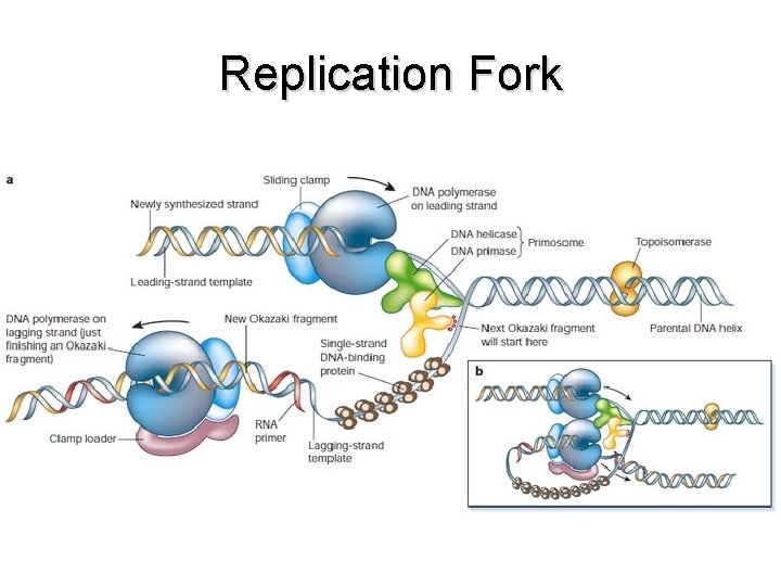 Replication Fork 