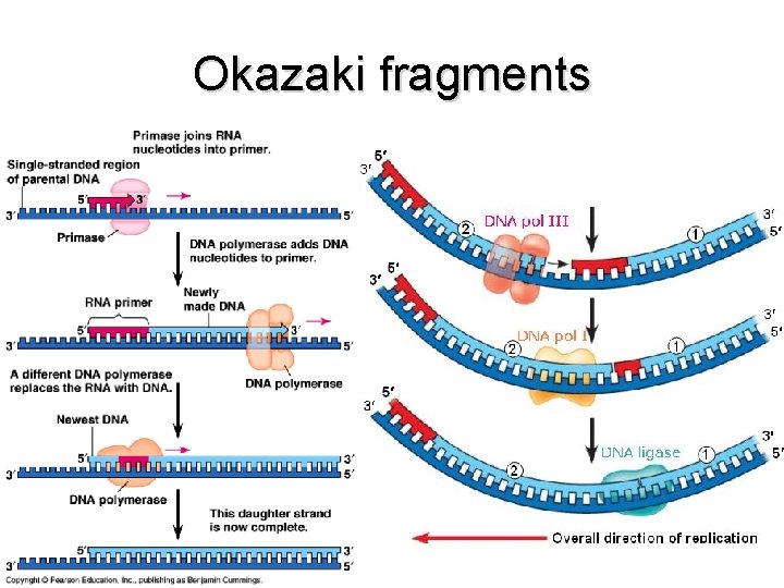 Okazaki fragments 