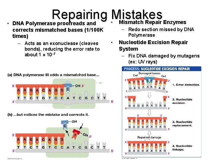 Repairing Mistakes • Mismatch Repair Enzymes • DNA Polymerase proofreads and – Redo section