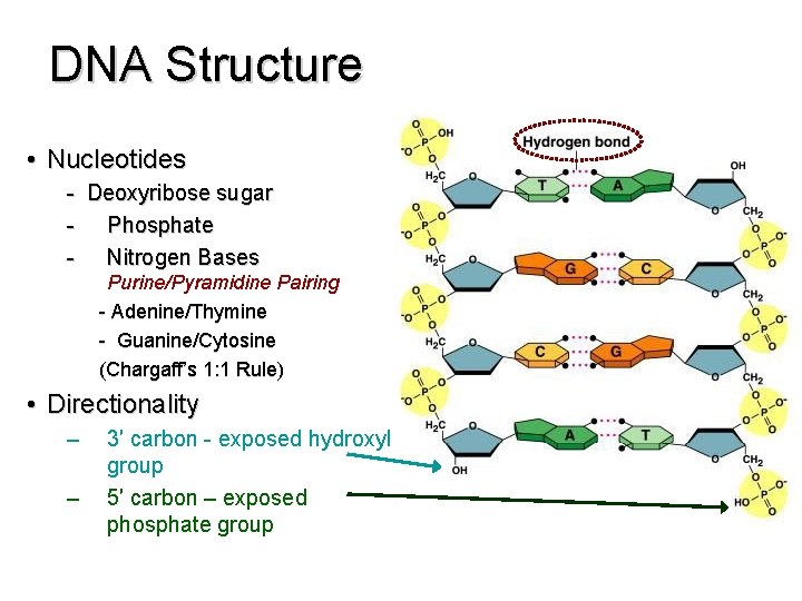 DNA Structure • Nucleotides - Deoxyribose sugar - Phosphate - Nitrogen Bases Purine/Pyramidine Pairing
