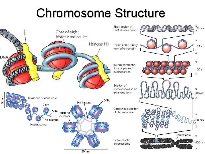 Chromosome Structure 
