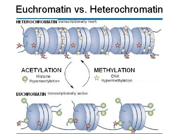 Euchromatin vs. Heterochromatin 