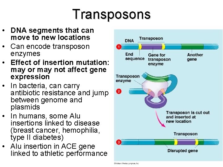 Transposons • DNA segments that can move to new locations • Can encode transposon