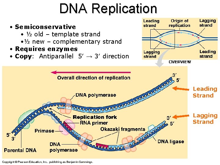 DNA Replication • Semiconservative • ½ old – template strand • ½ new –