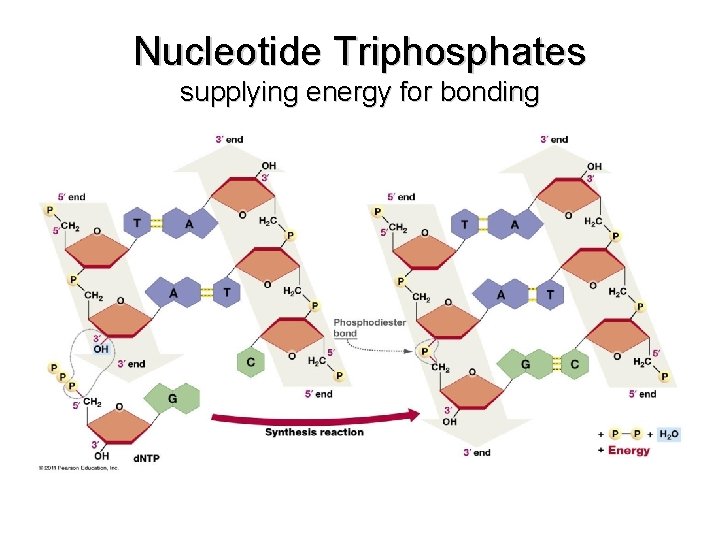 Nucleotide Triphosphates supplying energy for bonding 