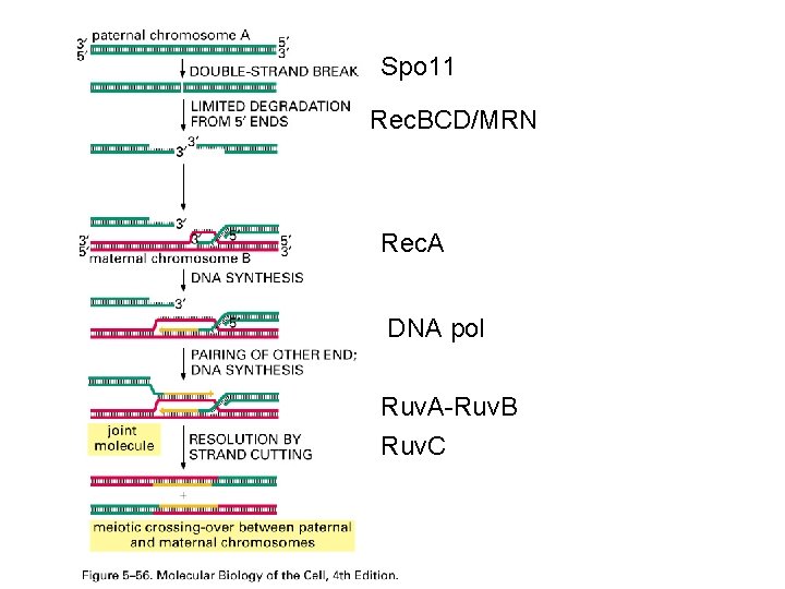 Spo 11 Rec. BCD/MRN Rec. A DNA pol Ruv. A-Ruv. B Ruv. C 