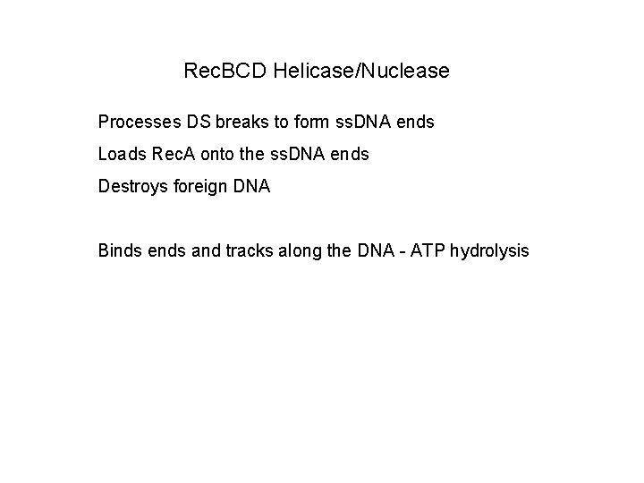 Rec. BCD Helicase/Nuclease Processes DS breaks to form ss. DNA ends Loads Rec. A