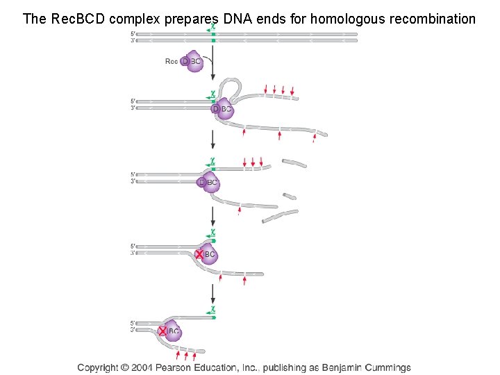 The Rec. BCD complex prepares DNA ends for homologous recombination 