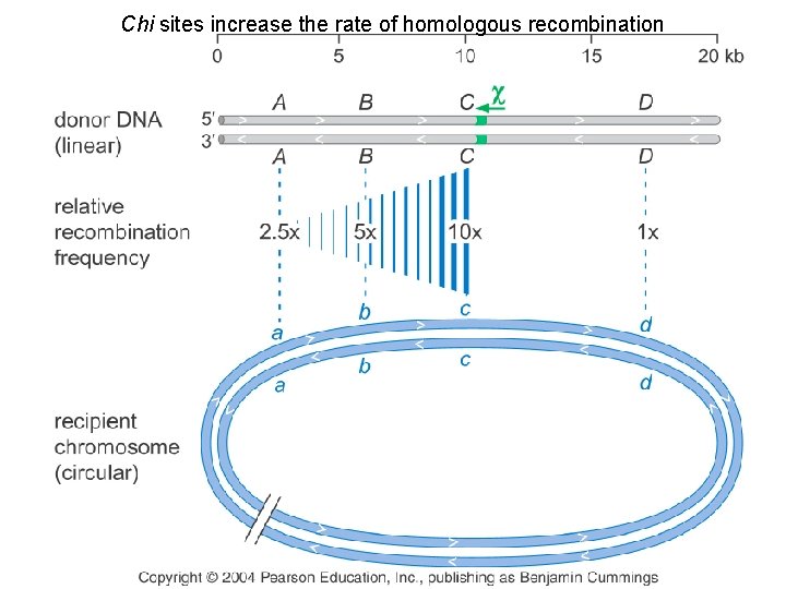 Chi sites increase the rate of homologous recombination 