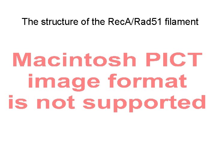 The structure of the Rec. A/Rad 51 filament 