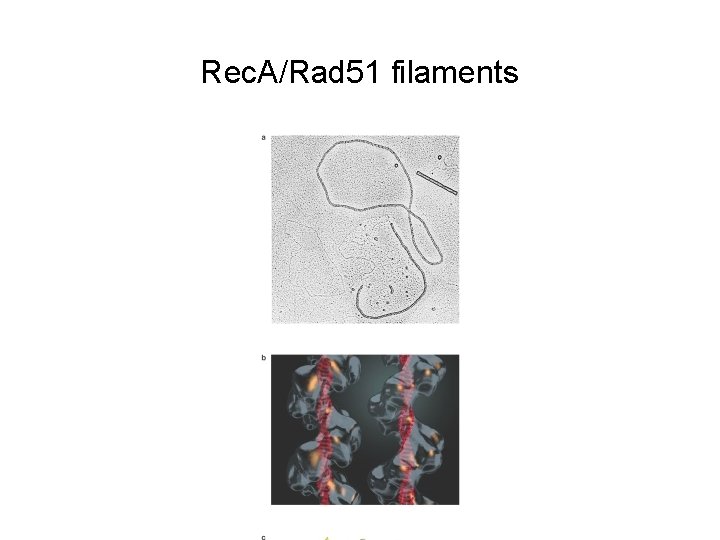 Rec. A/Rad 51 filaments 