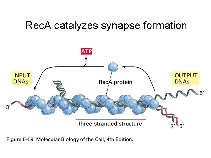 Rec. A catalyzes synapse formation 