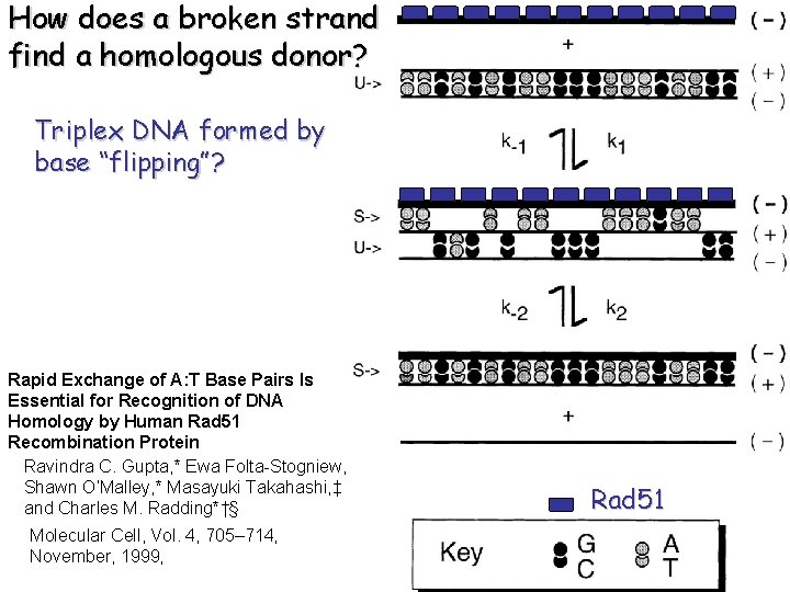 How does a broken strand find a homologous donor? Triplex DNA formed by base