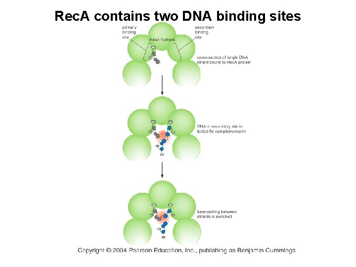 Rec. A contains two DNA binding sites 