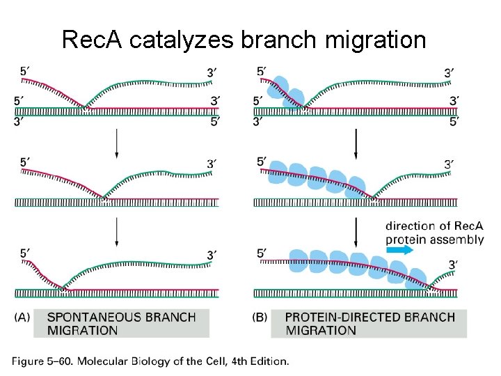 Rec. A catalyzes branch migration 