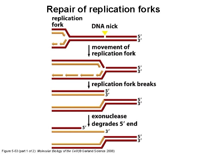 Repair of replication forks Figure 5 -53 (part 1 of 2) Molecular Biology of