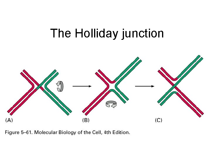 The Holliday junction 