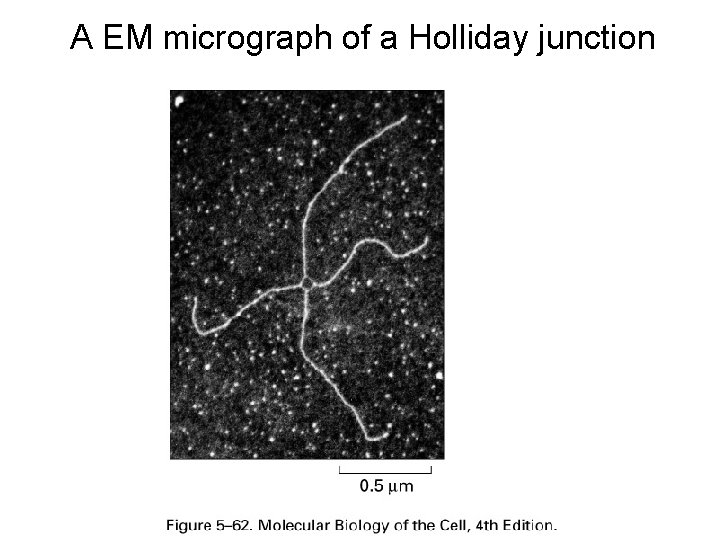 A EM micrograph of a Holliday junction 