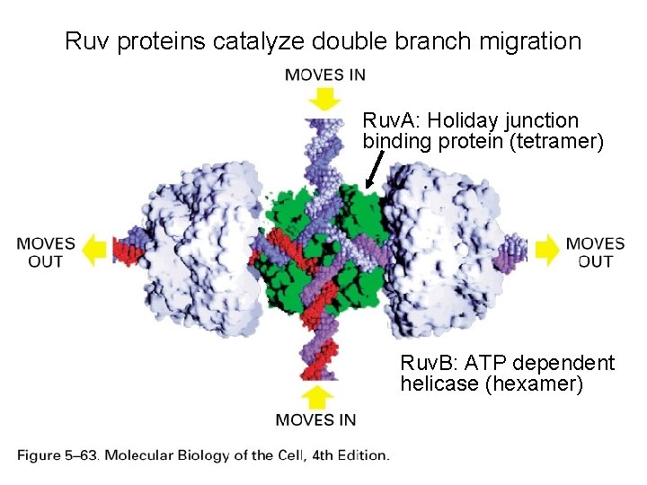 Ruv proteins catalyze double branch migration Ruv. A: Holiday junction binding protein (tetramer) Ruv.