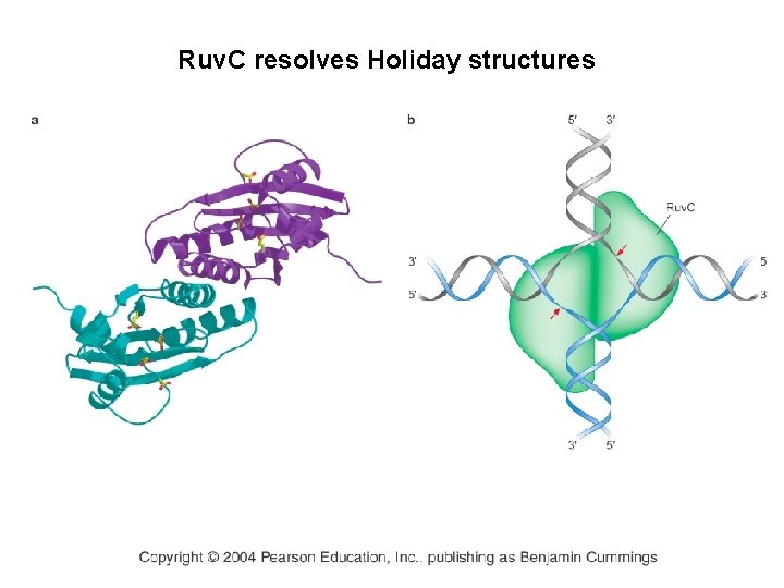 Ruv. C resolves Holiday structures 