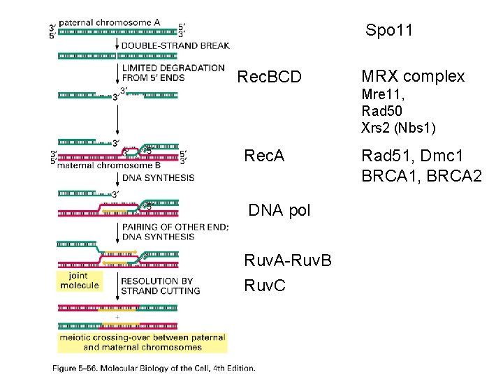 Spo 11 Rec. BCD MRX complex Mre 11, Rad 50 Xrs 2 (Nbs 1)