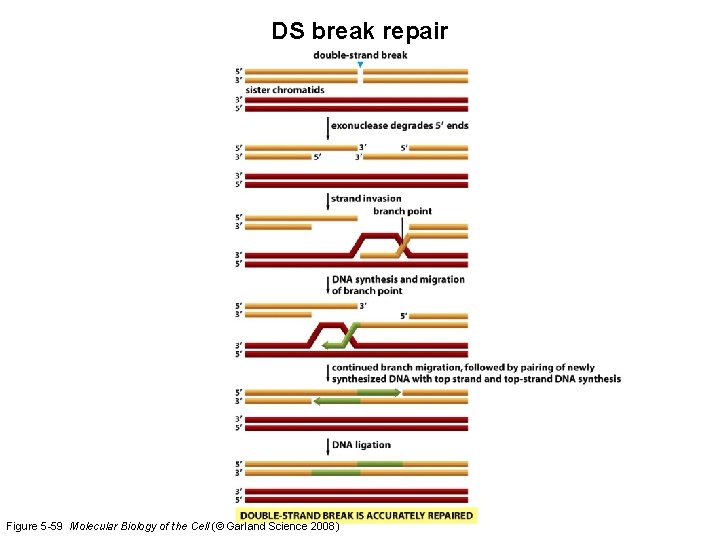 DS break repair Figure 5 -59 Molecular Biology of the Cell (© Garland Science