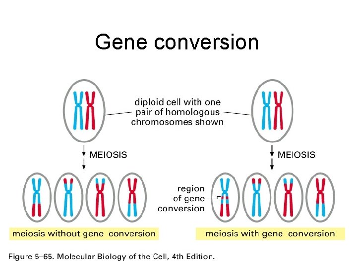 Gene conversion 